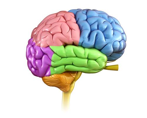 brain