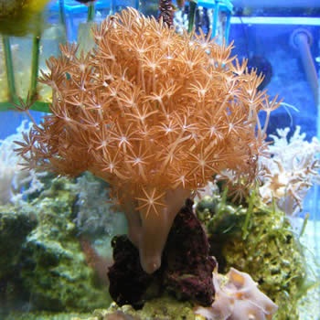 bio 